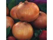 Senshyu Yellow Autumn Sowing Onion Sets 